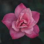 Pink rose by Caleb Woods