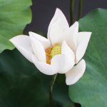 white lotus by Kari Shea