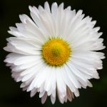 white flower by Steinar Engeland