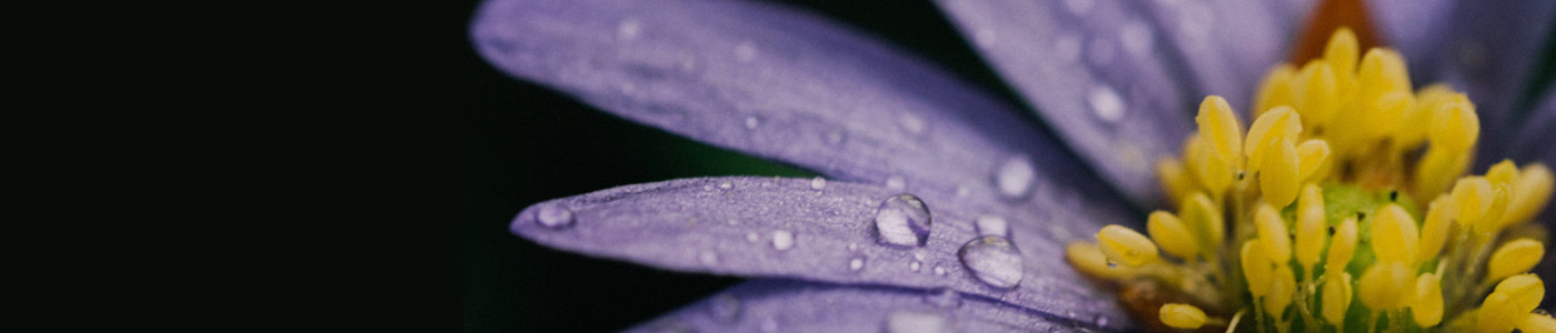 (cameo) dewy mauve flower petals with yellow stamins by Aaron Burden