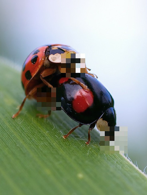 Anonymous ladybugs-pixelated for privacy (by Ralph Kunze - Pixabay)