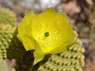 Yellow cactus bloom by Fernando Villadangos (Pixabay)
