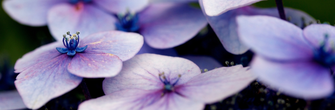 Mauve flowers (cameo) by Nikhita Singhal