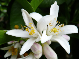 Lemon Flowers (citrus) Photo by Beverly Buckley via Pixabay